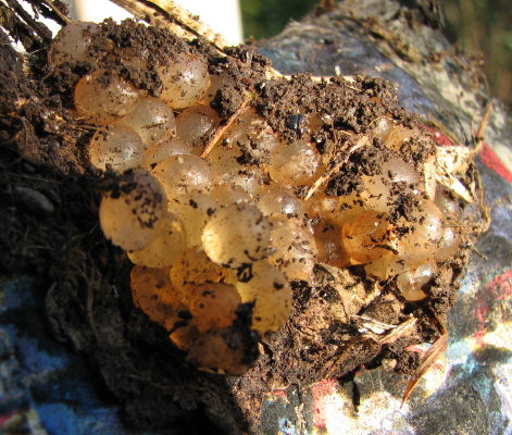 bozzoli ovigeri di lombrichi